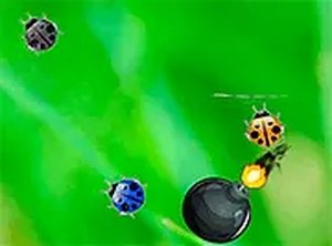 Ladybug Clicker Online Game